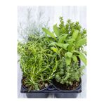 Gardenbox Mutfak Bitki Seti, Kekik-Biberiye-Adaçayı Fideleri, 3 Adet, 5-15 cm