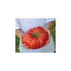 Gardenbox Nadir İthal Dev Hollanda Domates Tohumu, 10 Adet Tohum, Kırmızı