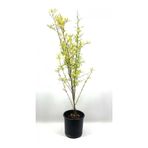 Gardenbox Nar Fidanı Pınarbaşı 2-3 Yaş 80 cm, Bol Verimli, Soğuğa Dayanıklı