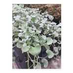 Gardenbox Özel Yer Örtücü Fare Kulağı Çiçeği Saksılı 10-15cm Saksılı Bahçe Balkona Uygun