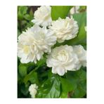 Gardenbox Parfüm kokulu iç mekan (YASEMİN) çiçeği 1 adet 20-25cm