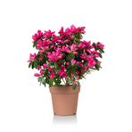 Gardenbox Pembe Açelya, 20-40 cm, 1 Adet Saksılı Çiçekli Bodur Bitki, Rhododendron