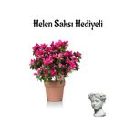Gardenbox Pembe Açelya Çiçeği, Helen Saksı Hediyeli