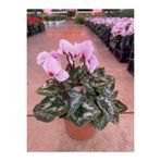 Gardenbox Pembe Acem Sıklameni, Hediyelik Salon Ofis Bitkisi