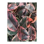 Gardenbox Pembe Alacalı Kauçuk Çiçeği, İç Mekan Bitkisi, 65-70 cm
