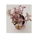 Gardenbox Pembe Beyaz Telgraf Çiçeği, 15-30 cm, Saksılı İç Mekan Bitkisi, Pink Lady
