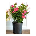 Gardenbox Pembe Çiçekli Mandevilla Sandavilla 30-60 cm Saksılı Tırmanıcı Dış Mekan Sarmaşık