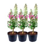 Gardenbox Pembe Çiçekli Oya Ağacı, 3 Adet Saksıda, 40-70 cm, Dış Mekan Bitkisi