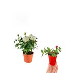 Gardenbox Pembe Gül Fidanı 10-20 cm + Yer Örtücü Buz Çiçeği, Dış Mekan Bitkileri, 2'li Set