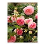 Gardenbox Pembe Gül Fidanı, Yediveren Sarmaşık, Mis Kokulu, 70-110 cm, 3 Adet Saksılı