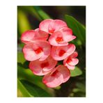 Gardenbox Pembe Milli Dikenler Tacı Çiçeği, Mega Boy, 40-60 cm, Saksılı, Euphorbia