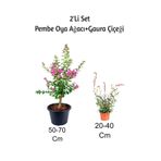 Gardenbox Pembe Oya Ağacı Fidanı + Gaura Çiçeği 2'Li Set, Dış Mekan Bitkisi, Çok Renkli