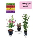 Gardenbox Pembe Oya Ağacı, Hanımeli Çiçeği, Telgraf Çiçeği Hediyeli, Çok Renkli, 3'lü Set