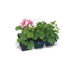 Gardenbox Pembe Sardunya Fidesi 2 ADET Saksılı 10-25cm Salon Balkon Çiçeği