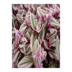 Gardenbox Pembe Telgraf Çiçeği, 10-15 cm Saksılı, Tradescantia Nanouk