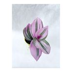 Gardenbox Pembe Telgraf Çiçeği, 10-20 cm, Saksılı Çiçekli Bodur Bitkiler, Tradescantia