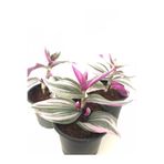 Gardenbox Pembe Telgraf Çiçeği, İç Mekan Bitkisi
