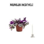 Gardenbox Pembe Telgraf Çiçeği, Mumluk Hediyeli, Ofis Bitkisi