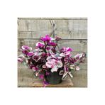 Gardenbox Pembe Telgraf Çiçeği, Nanouk Telgraf Çiçeği