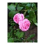 Gardenbox Pembe Yediveren Gül, 25-35 cm, Saksıda Aşılı Gül Fidanı