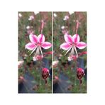 Gardenbox Pembe/Beyaz Gaura Çiçeği Fidanı, 2 Adet, 40-60 cm, Lindheimeri