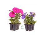 Gardenbox Petunya Çiçeği Fidanı, 4 Pembe 4 Mor Renk, Saksılı Balkon Bahçe Çiçeği