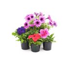 Gardenbox Petunya Çiçeği Seti, 3 Adet Küçük Boy + 1 Adet Büyük Boy, Pembe, Saksılı