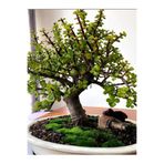 Gardenbox Portulacaria Afra Yeşim Çiçeği, 15-30 cm, Saksılı İç Mekan Bitkisi