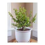 Gardenbox Portulacaria Afra Yeşim Çiçeği, 15-30 cm, Saksılı, Yenilebilir Ofis Bitkisi