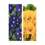 Gardenbox Primula Çiçeği Fidanı 2'li Set, Sarı-Lacivert, 5-15 cm Saksılı