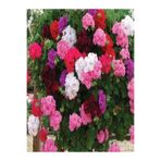 Gardenbox Rengarenk Karışık Sardunya Çiçeği Fidanı, 30 Adet, 10-25cm, Tüplü