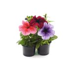 Gardenbox Rengarenk Özel Tür Petunya Fidanı 3 Adet Pembe Mor Kırmızı Renk