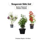 Gardenbox Renkli Bahçe Bitkileri Kırmızı Begonvil+ Filbahri Ağaç Şakayığı+ Mor Leylak Çiçeği