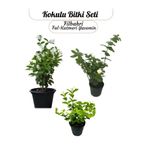 Gardenbox Saksıda 3'lü Doğal Set Kokulu Filbahri, Ful-Katmerli Ful, Yasemin Çiçeği