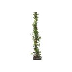Gardenbox Saksıda Kokulu Arap Yasemini, 50-70 cm, Çok Renkli