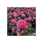 Gardenbox Saksılı Kokulu Pembe Gül Fidanı