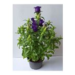 Gardenbox Saksılı Mor Campanula (Çan Çiçeği) 20–40 cm Boyunda Bol Çiçekli Gösterişli Tür
