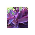 Gardenbox Saksılı Mor Telgraf Karasevda Çiçeği, 10-20 cm, Tradescantia