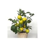 Gardenbox Saksılı Tam Bodur Limon Ağacı, Sarı Meyve, İç Mekan Bitkisi