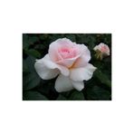 Gardenbox Saksılı Yediveren Pembe Beyaz Sarmaşık Ponpon Gül Fidanı, 15-25 cm