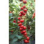 Gardenbox Salkım Domates Tohumu, 30 Adet