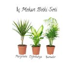 Gardenbox Salon Bitki Seti Dracaena Marginata(40-50cm)-Difenbahya(30-40cm)-Şamador(15-30cm)