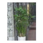Gardenbox Salon Dekor Bitkisi Japon Şemsiyesi 1 Adet Saksılı 50-60cm (Cyperus Alternifolius)