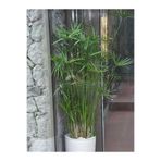 Gardenbox Salon Dekor Bitkisi Japon Şemsiyesi, Saksılı, 50-60cm, Cyperus Alternifolius