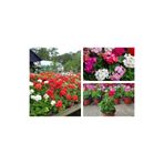Gardenbox Sardunya Çiçeği Saksılı, Çok Renkli