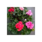 Gardenbox Sardunya Fideesi, 25-40 cm, Kokulu Çiçek, Bodur Bitki