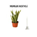 Gardenbox Sarı Alacalı Kılıç Bitkisi, Mumluk Hediyeli, İç Mekan Bitkisi
