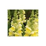 Gardenbox Sarı Aslan Ağzı Çiçeği Fidesi, 10-20 cm, Tüplü, Antirrhinum Majus