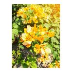 Gardenbox Sarı Begonvil, 45-65 cm, 1 Adet Saksılı Çiçekli İç/Dış Mekan Bitkisi