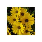 Gardenbox Sarı Bodrum Papatyası Çiçeği Fidanı, 25-35 cm, Saksılı, Yellow Daisy